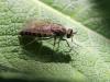 Thereva sp.